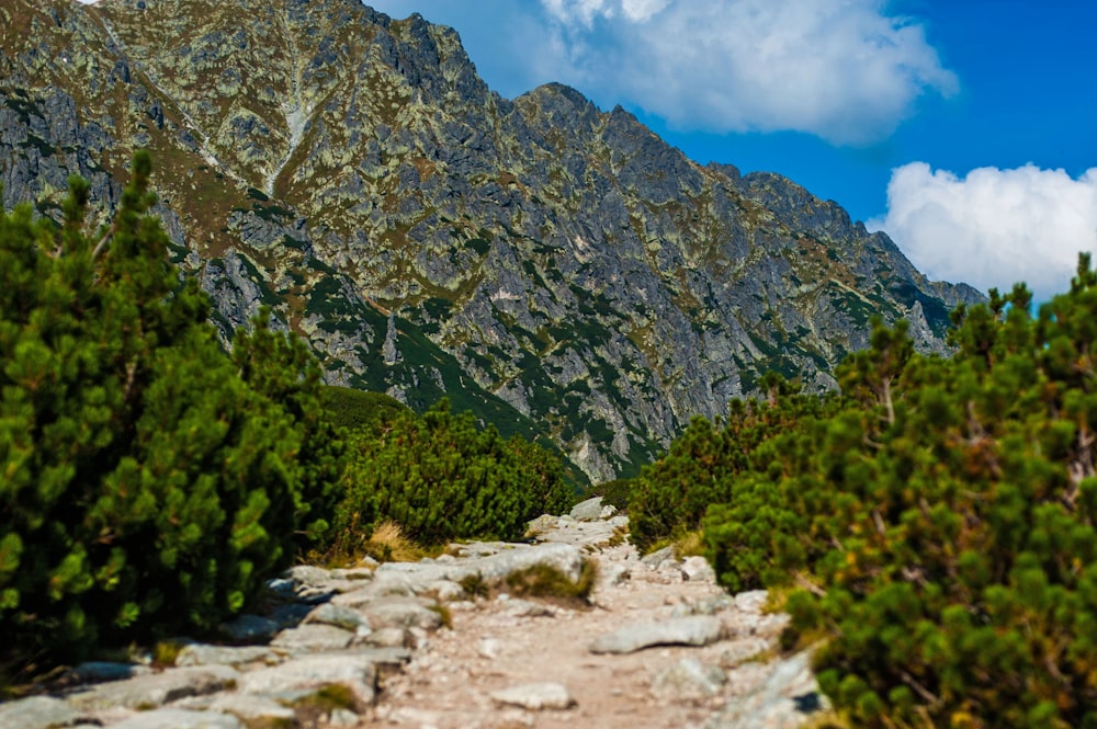 a trail in the mountains with trees and rocks