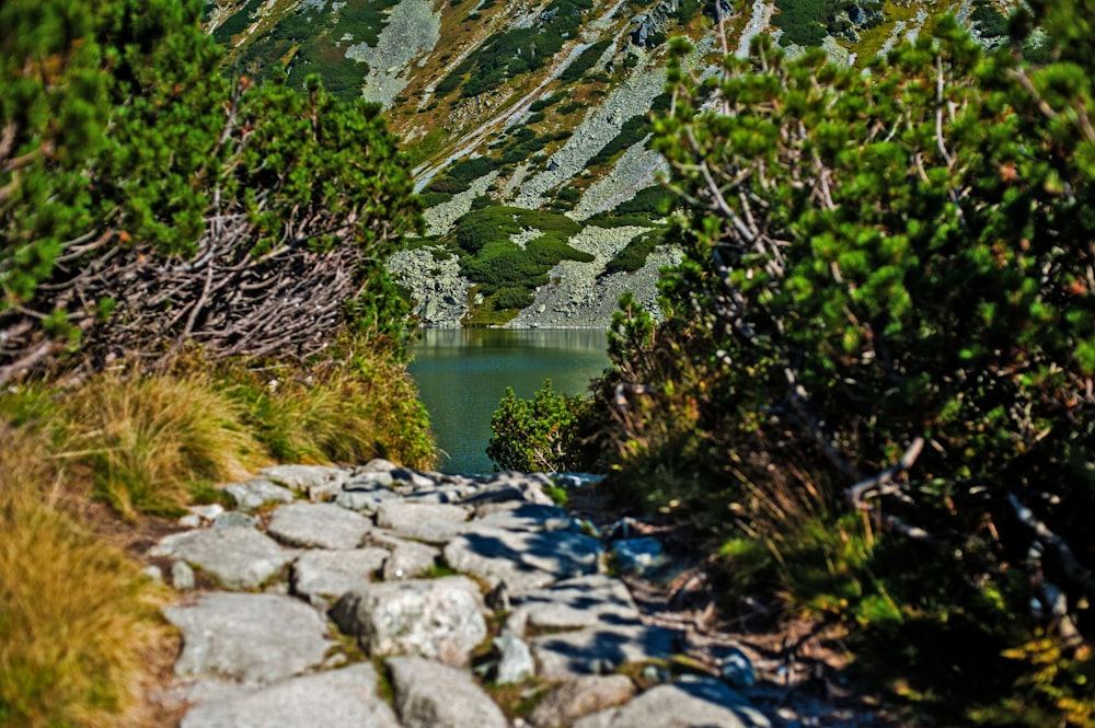 a rocky path leading to a lake surrounded by trees