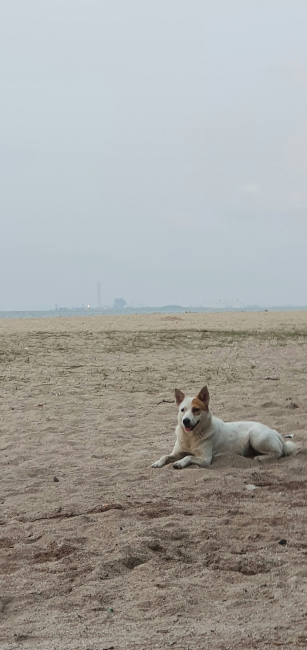 Ein Hund liegt im Sand am Strand