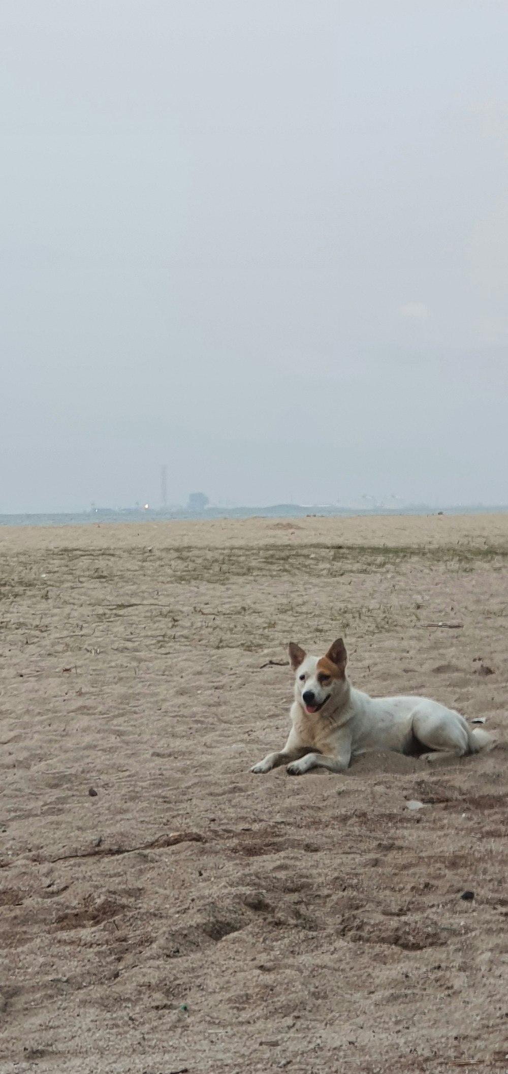 a dog laying in the sand on a beach