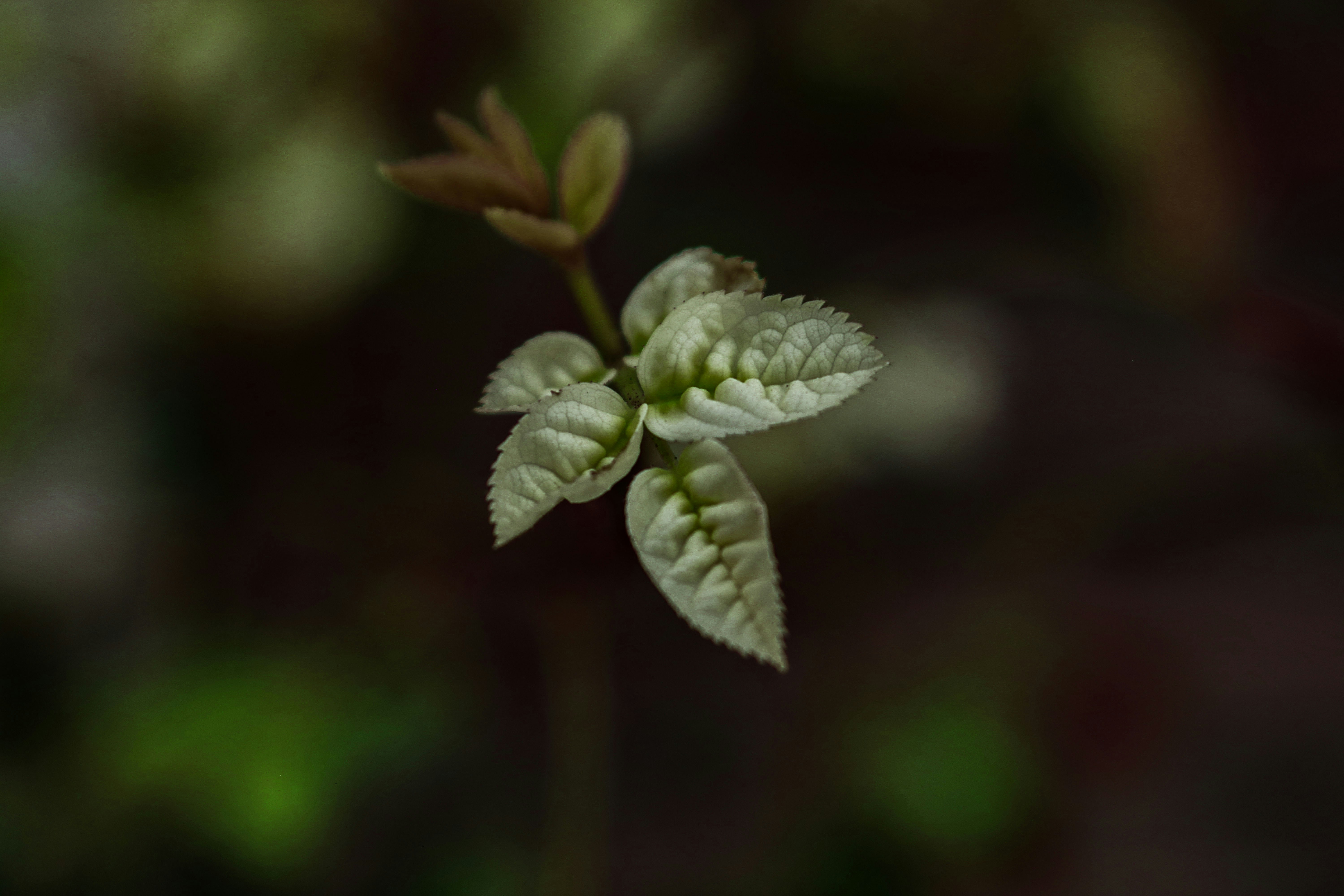 Photo by miinrad