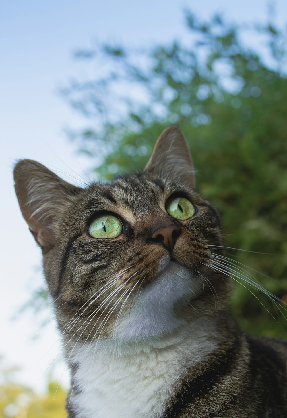 a close up of a cat with a tree in the background