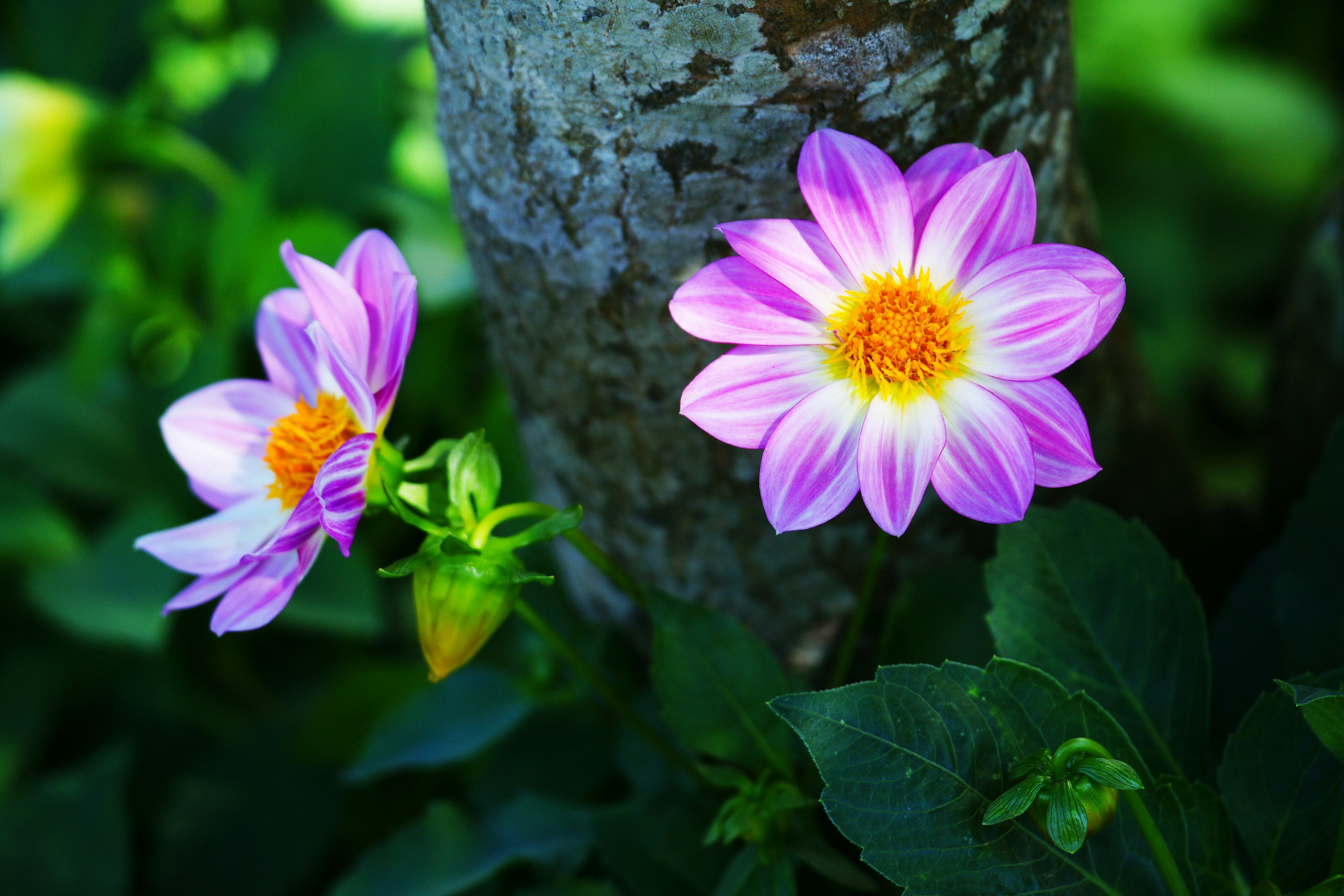 a couple of pink flowers sitting next to a tree