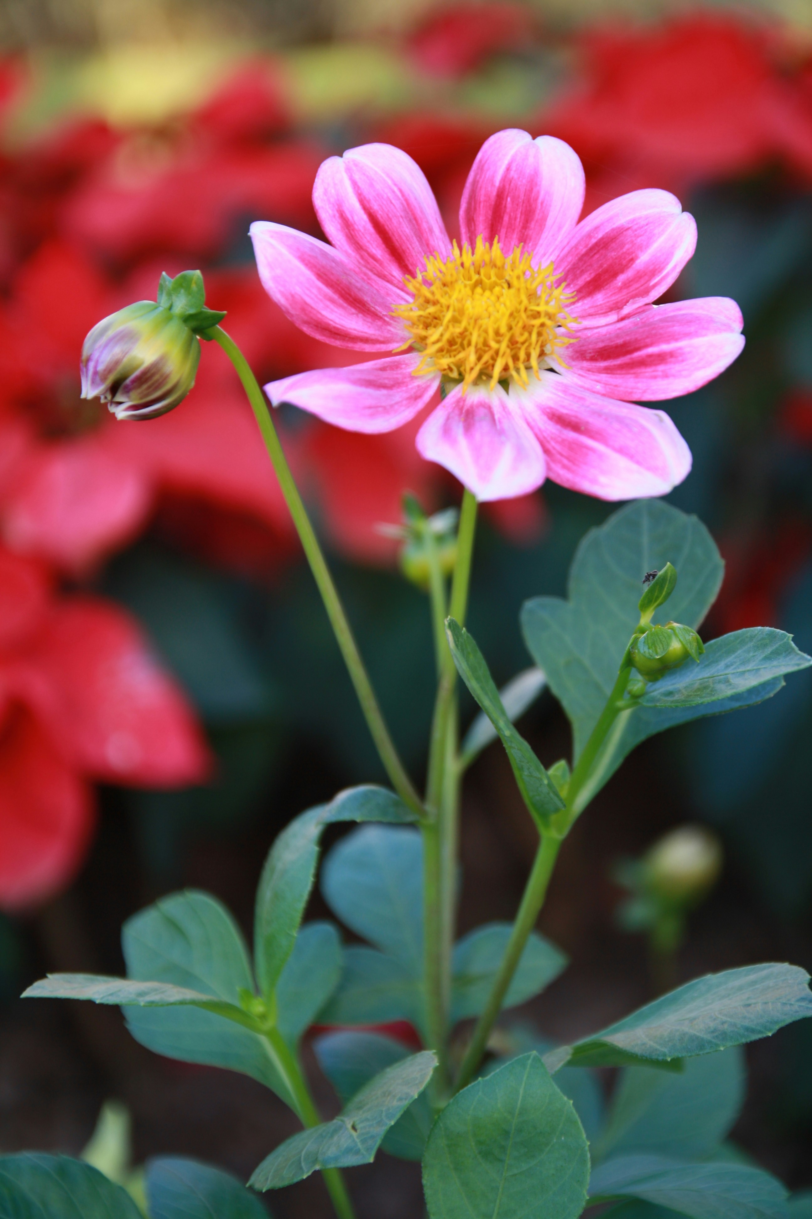 a pink flower with a yellow center surrounded by red flowers