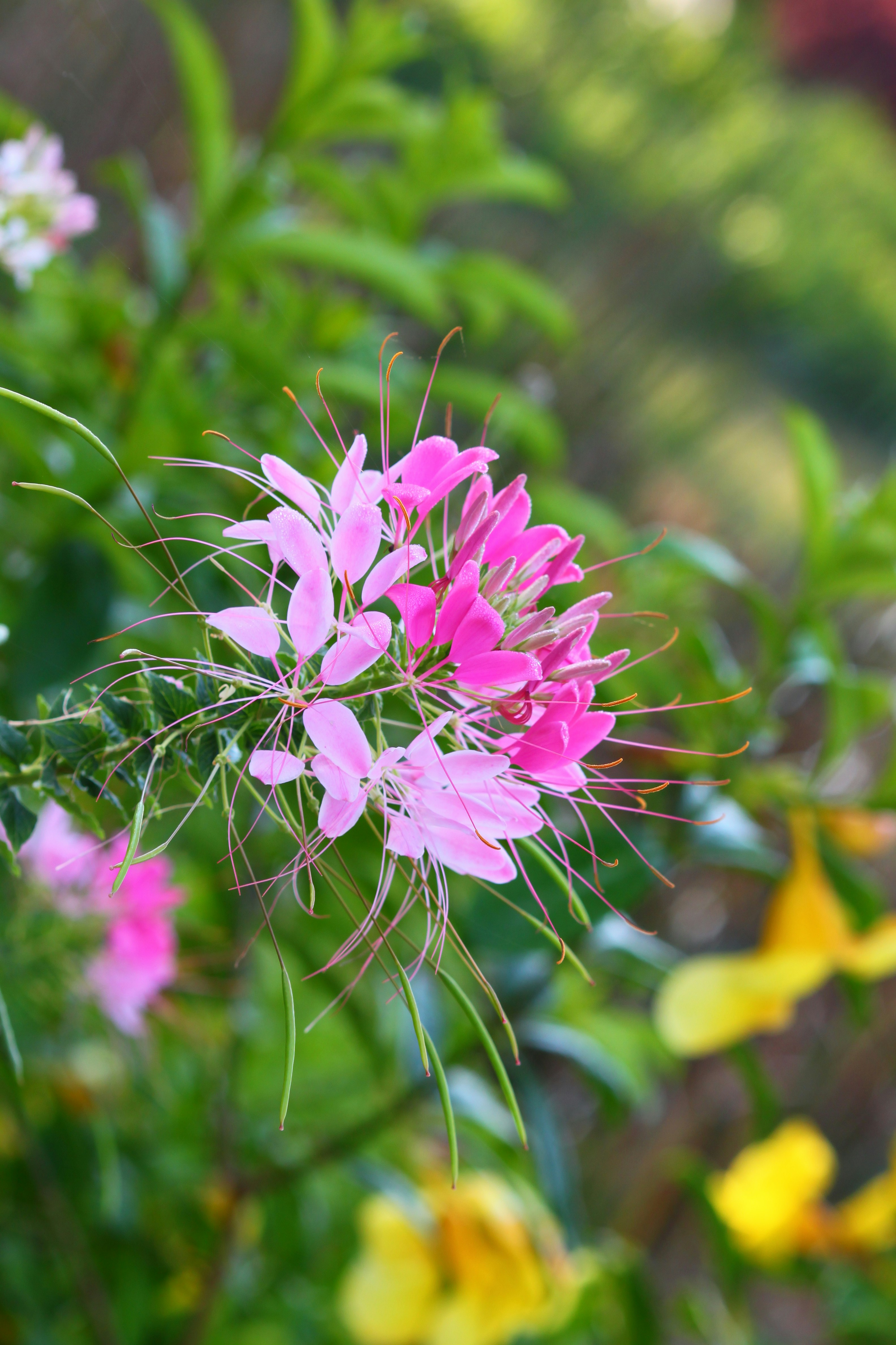 a bunch of flowers that are in the grass