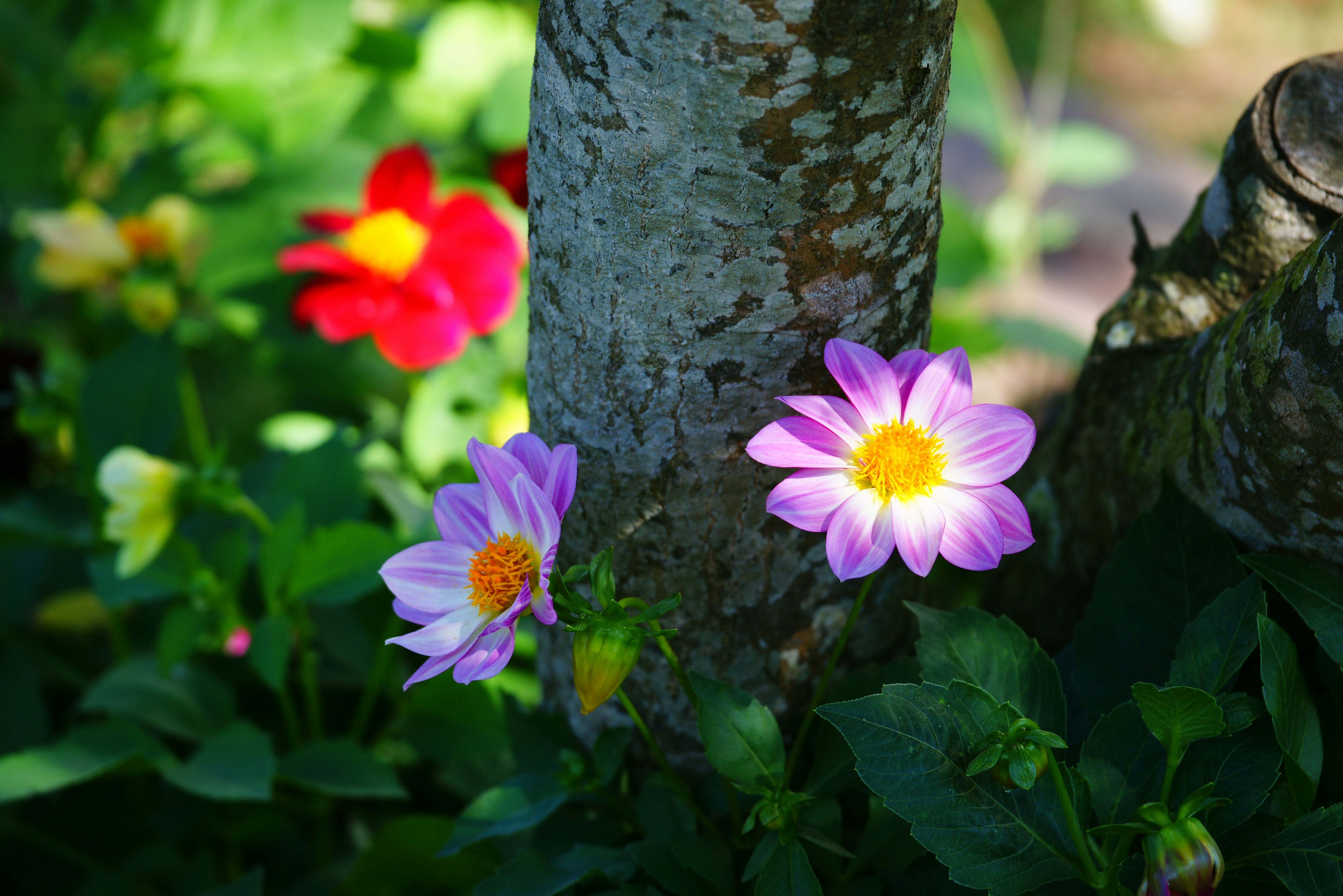 a group of flowers that are next to a tree