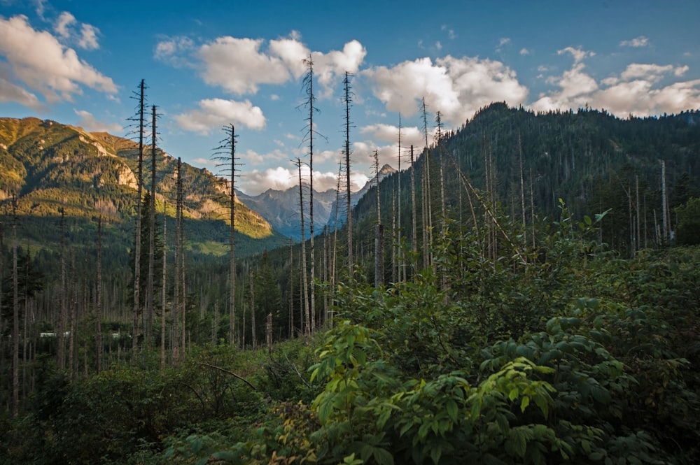 a forest filled with lots of tall trees