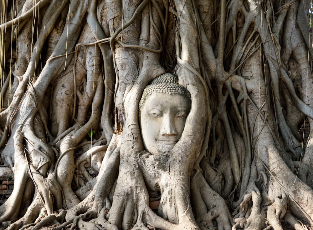 a buddha head in the roots of a tree