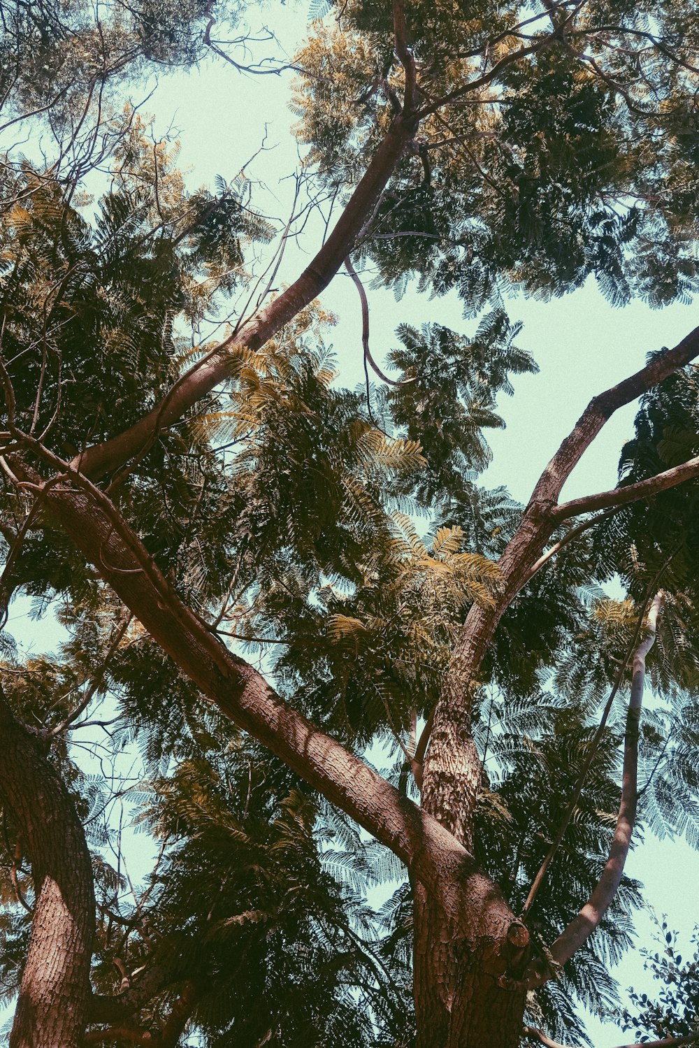 a view of the top of a tree from below