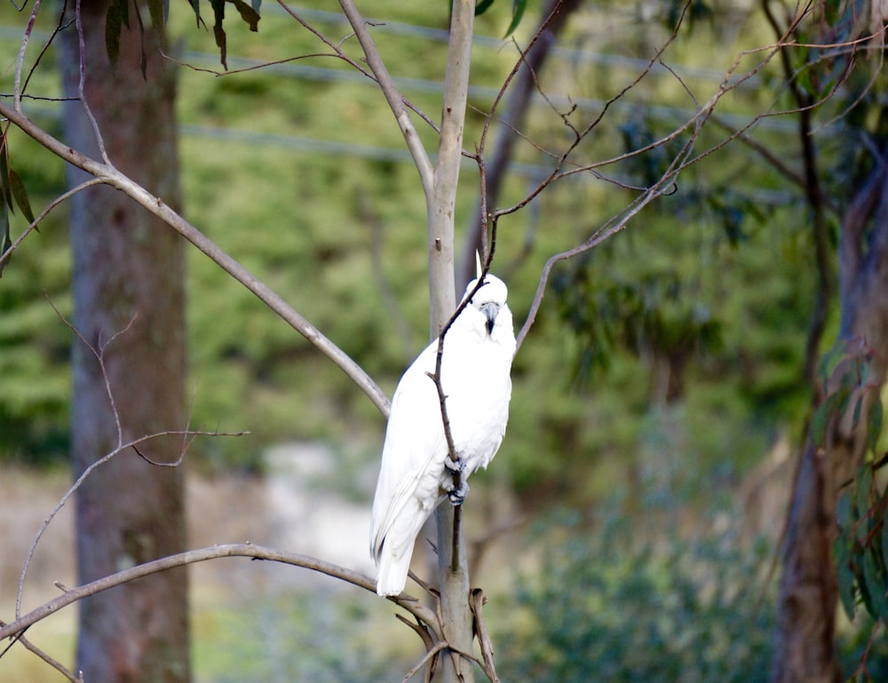 a white bird perched on top of a tree branch