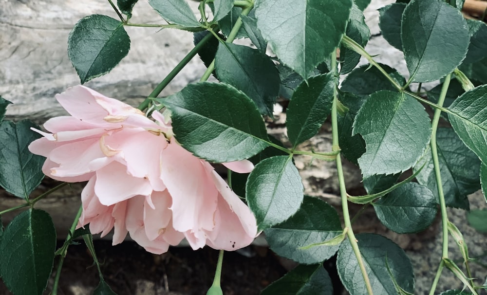 a pink flower with green leaves on a branch