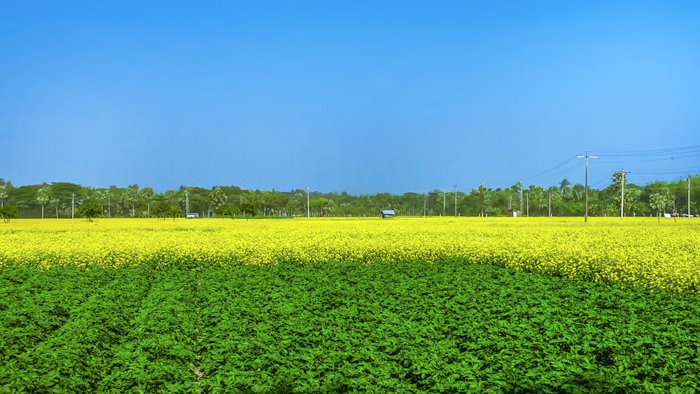 a field of yellow flowers with a blue sky in the background