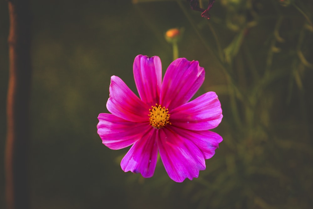 a purple flower with a yellow center in a field