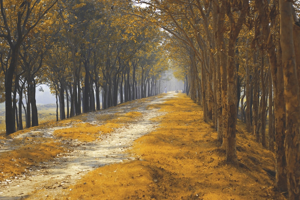 a dirt road surrounded by trees with yellow leaves