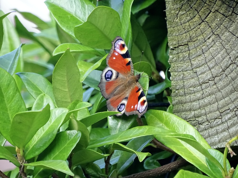 a butterfly sitting on top of a green leaf covered tree