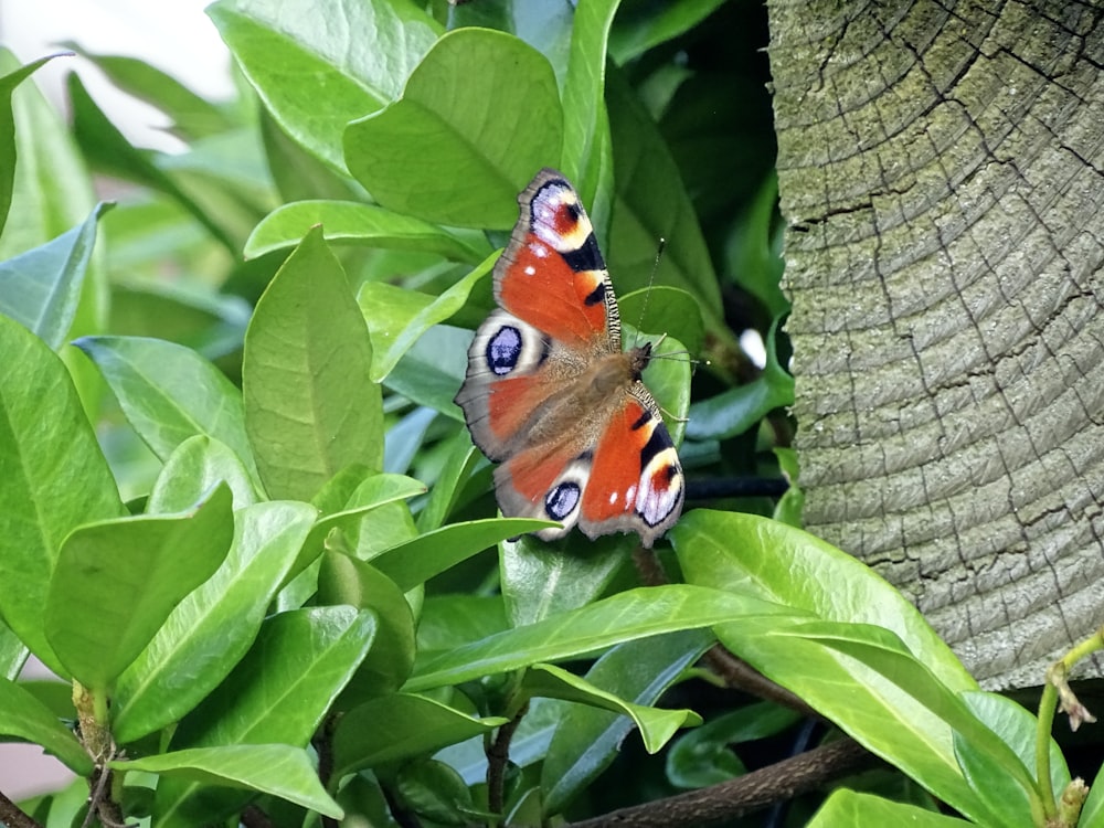 Ein Schmetterling sitzt auf einem mit grünen Blättern bedeckten Baum