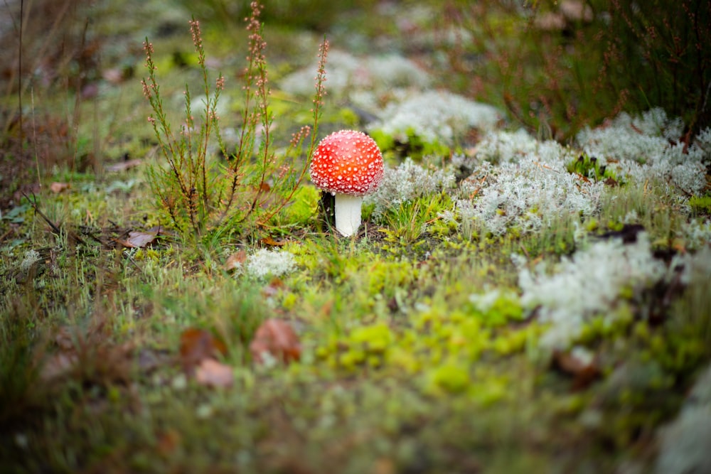 a small red mushroom sitting on top of a lush green field