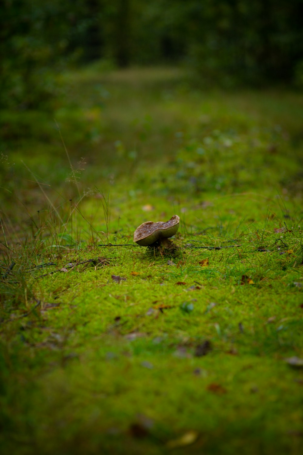 a small bird sitting on top of a lush green field