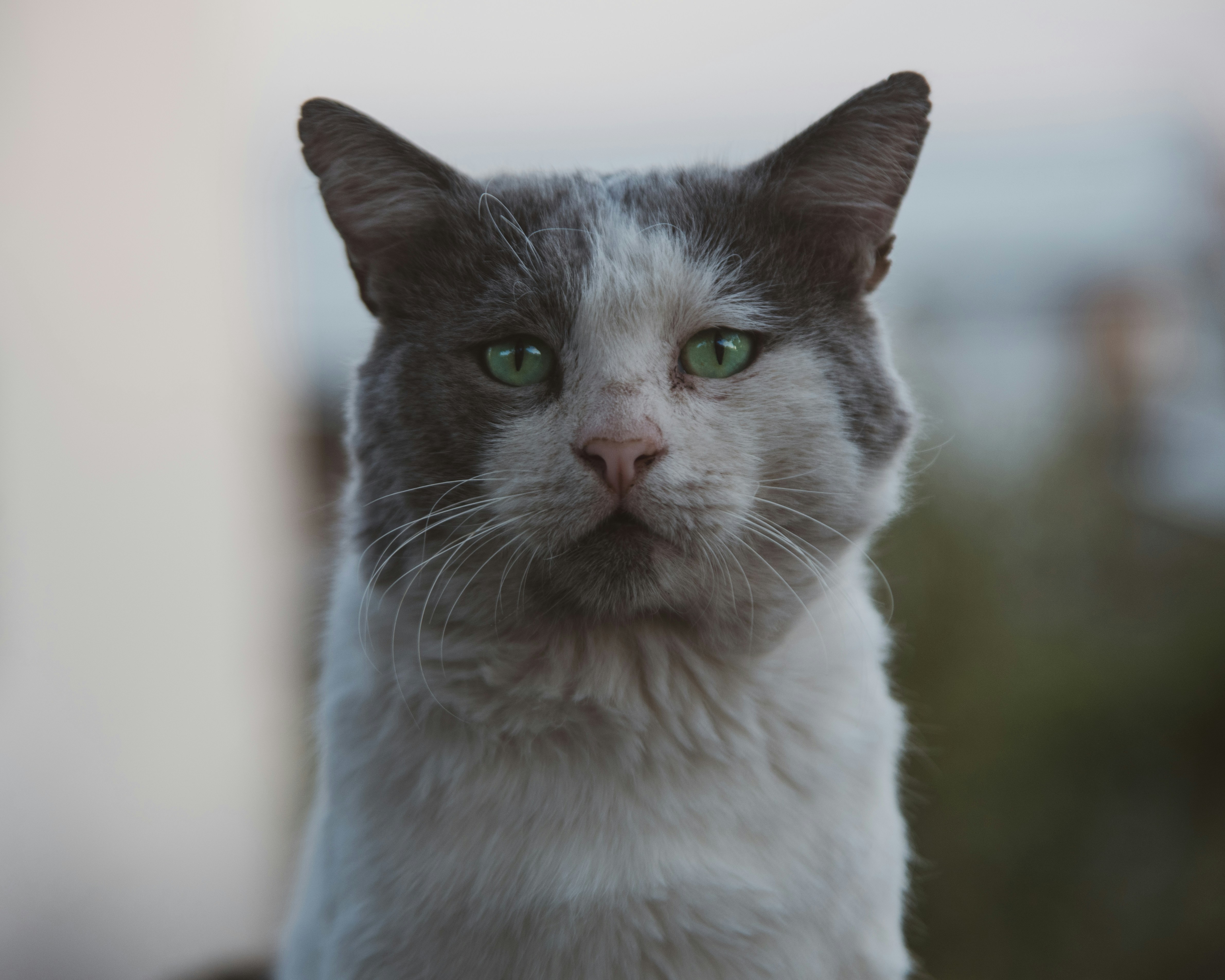 a close up of a cat with green eyes