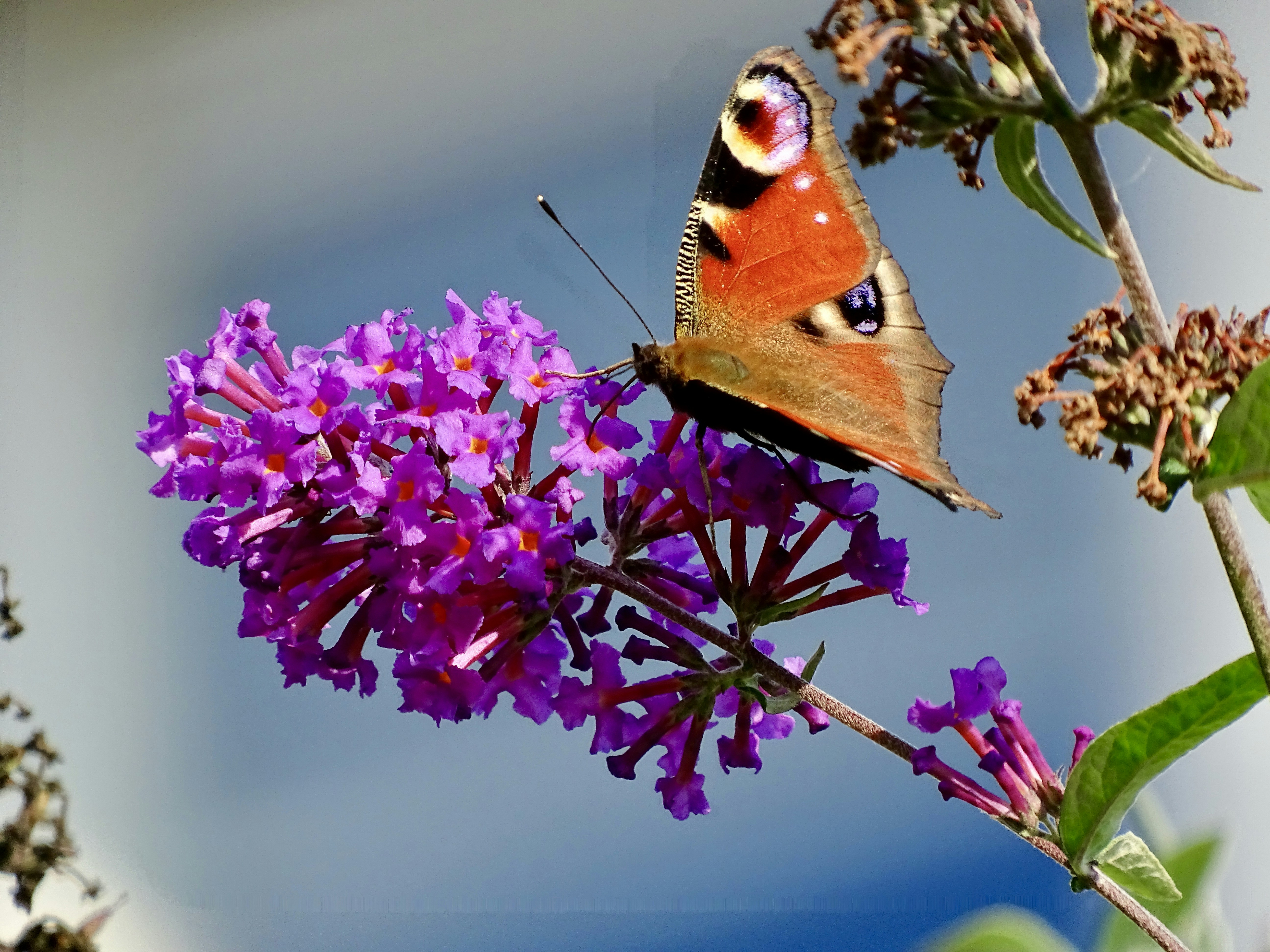 Photo by heracles1903