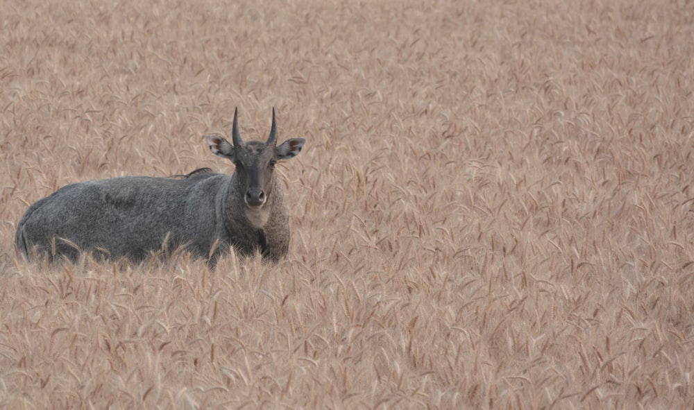 a horned animal standing in a field of tall grass