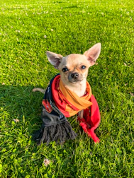 A cheerful dog wearing a colorful handmade sweater sitting in a sunny garden.