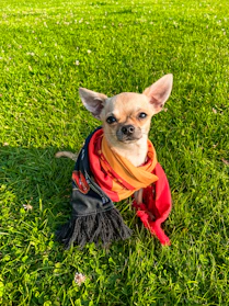 A cheerful dog wearing a colorful handmade sweater sitting in a sunny garden.