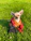 A cheerful small dog wearing a colorful handmade dress sitting on a sunny patio.