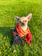 A happy small dog wearing a colorful handmade dress sitting in a sunny garden.
