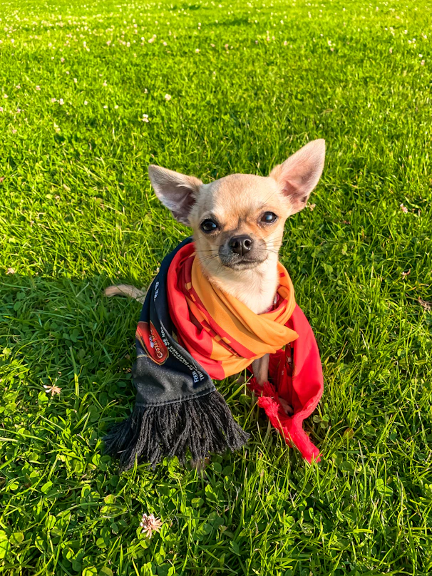 Un perro alegre con un colorido suéter hecho a mano sentado en un jardín soleado.