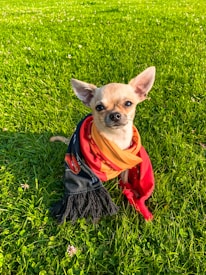 A small chihuahua sits on vibrant green grass, wrapped in a colorful scarf featuring black, red, and orange hues. The sunlight casts a warm glow over the scene, highlighting the dog's attentive expression.