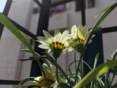 Sunlight sparkling on freshly cleaned residential windows framed by blooming garden flowers.