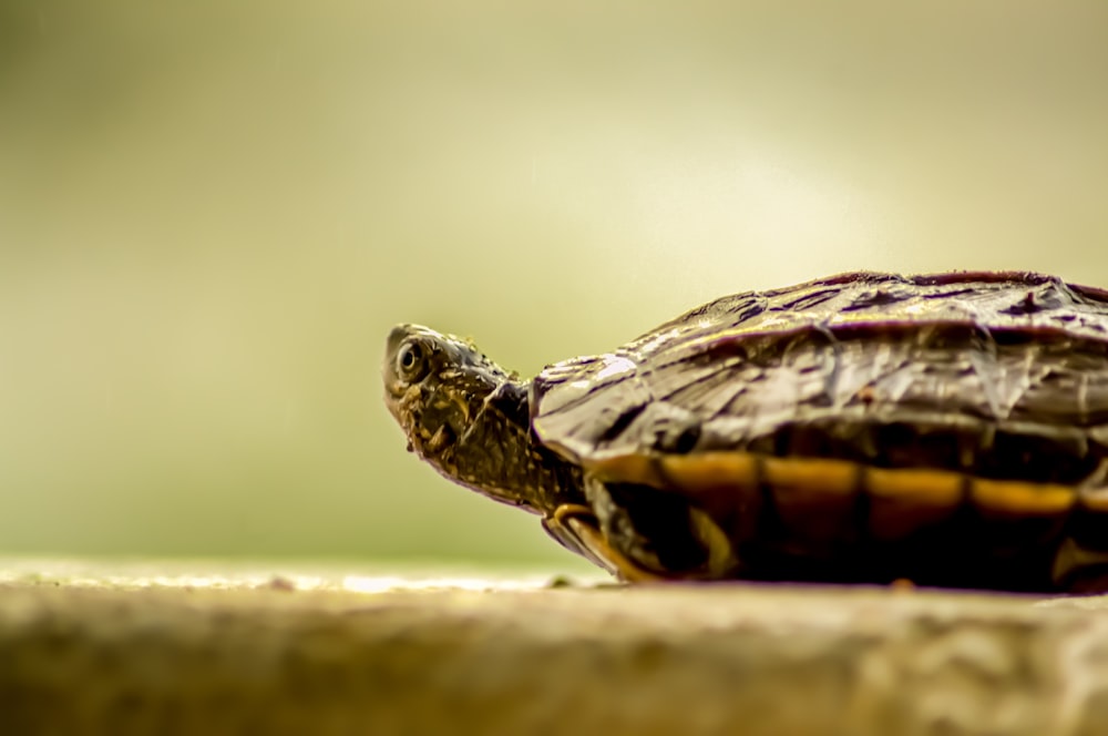 a small turtle sitting on top of a wooden table