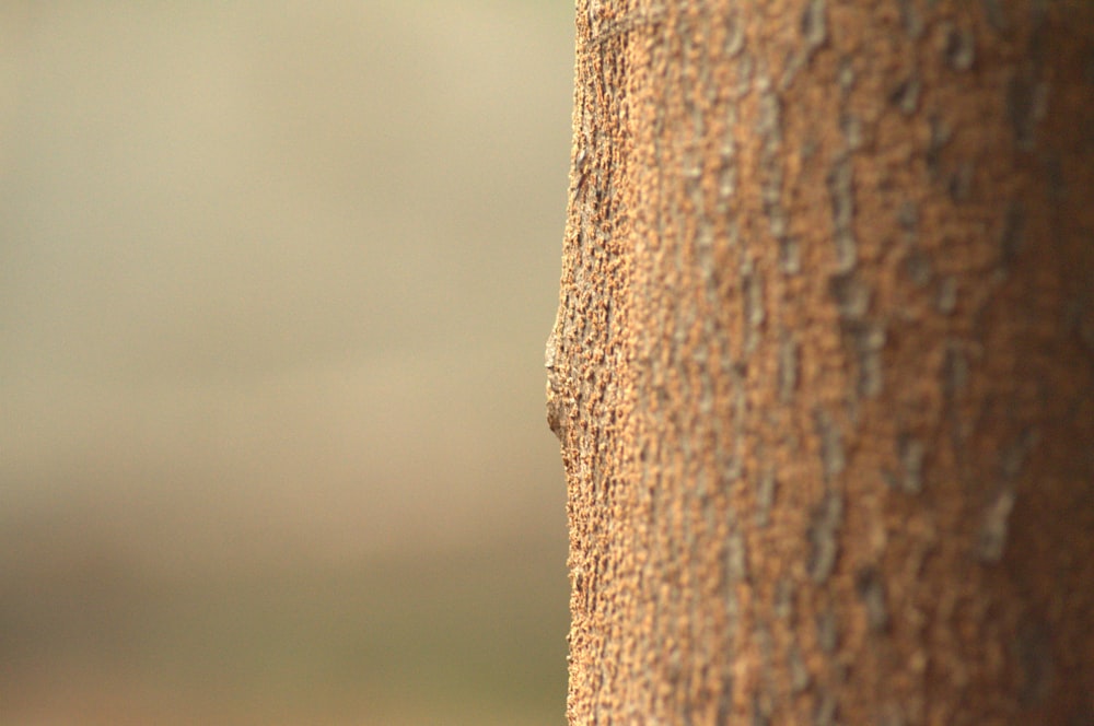 a close up of an elephant's trunk with a blurry background