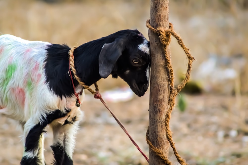 a black and white goat tied up to a tree
