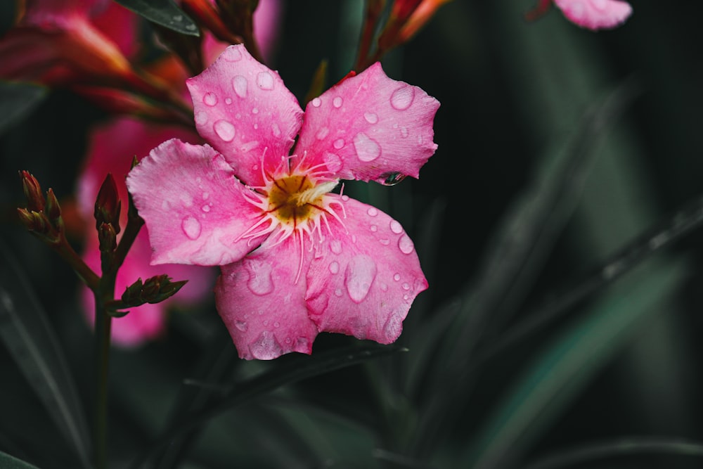 eine rosa Blume mit Wassertröpfchen darauf