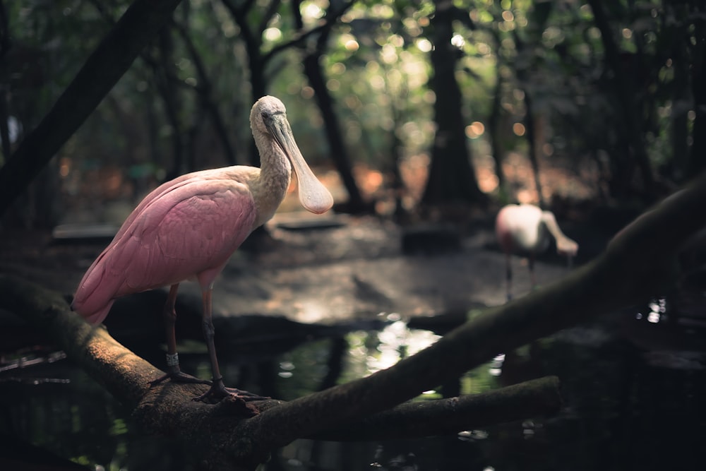 a pink bird sitting on a tree branch in a forest