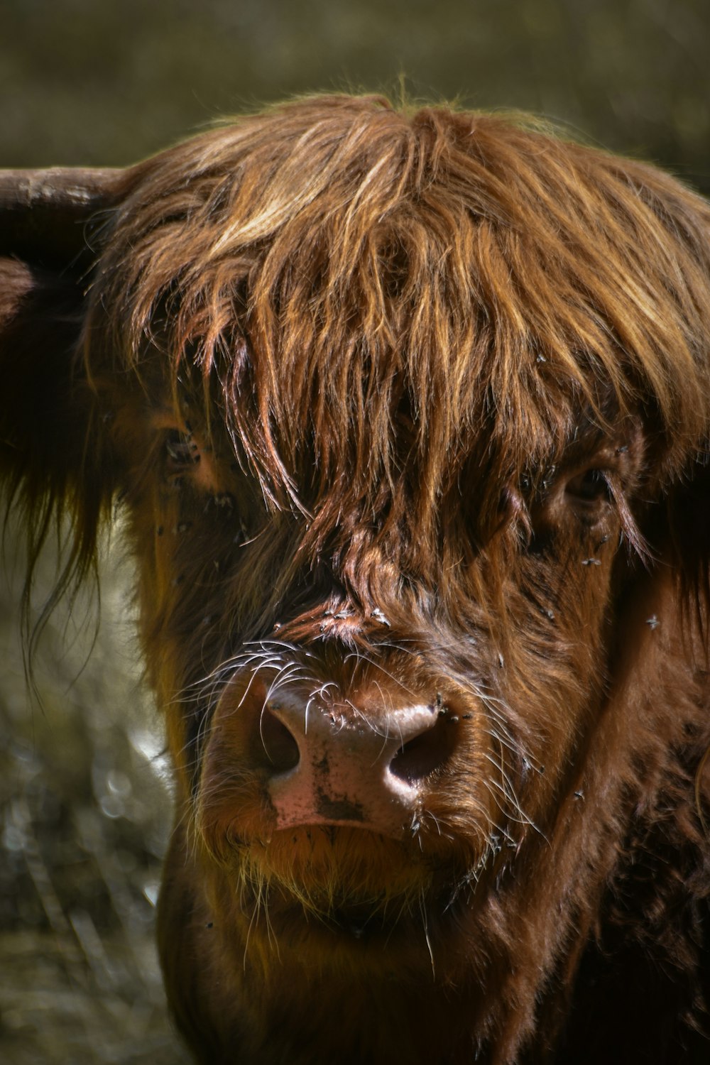 Un primer plano de una vaca marrón con pelo largo