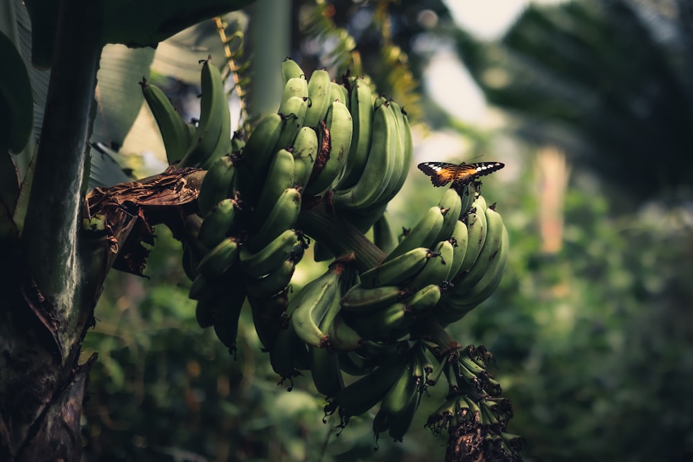 Un mazzo di banane verdi appese a un albero