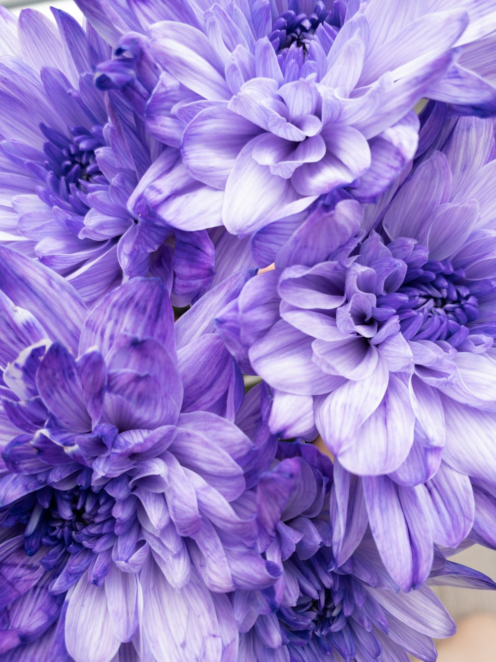 a close up of a bunch of purple flowers