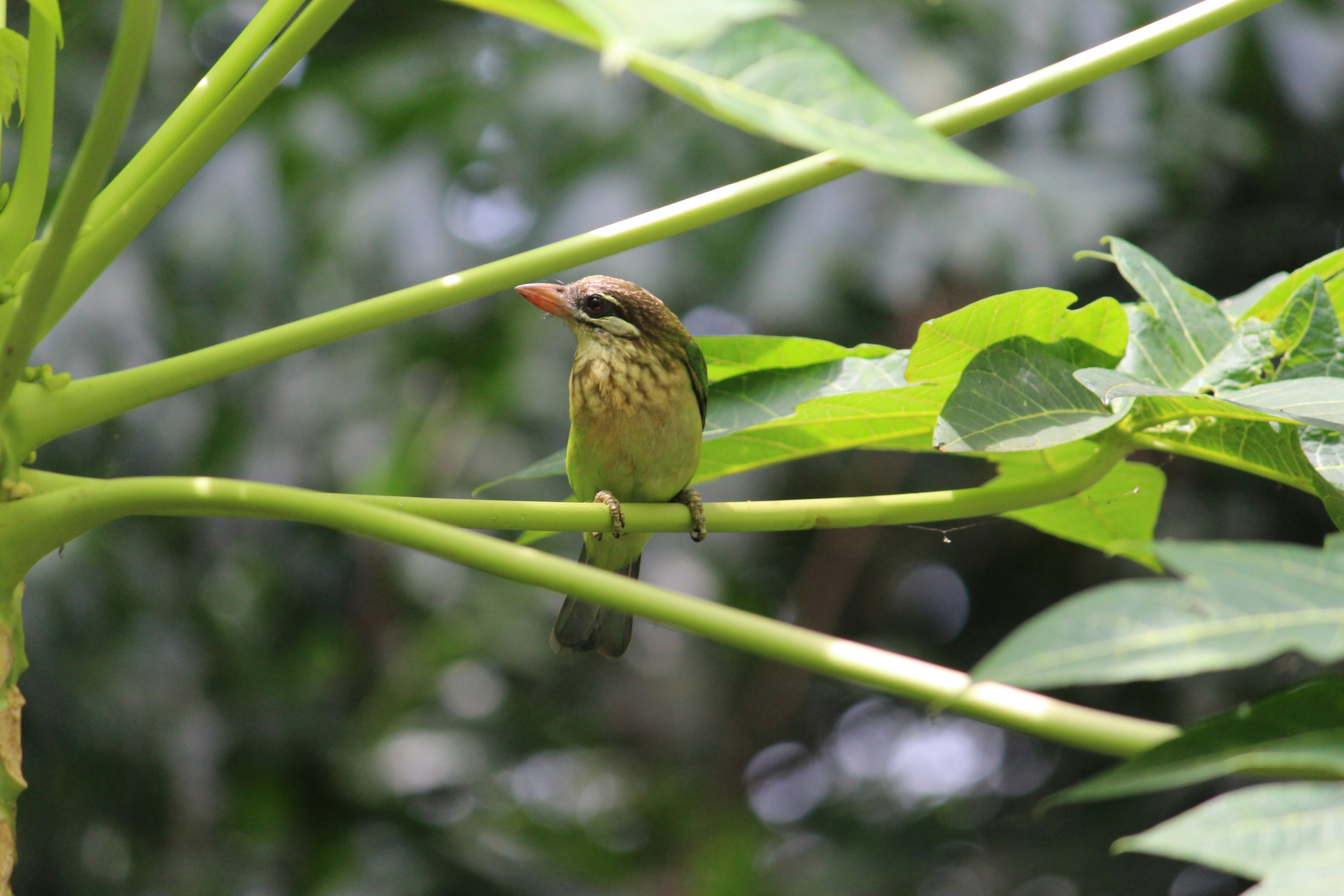 Photo by krishnendusudarsan