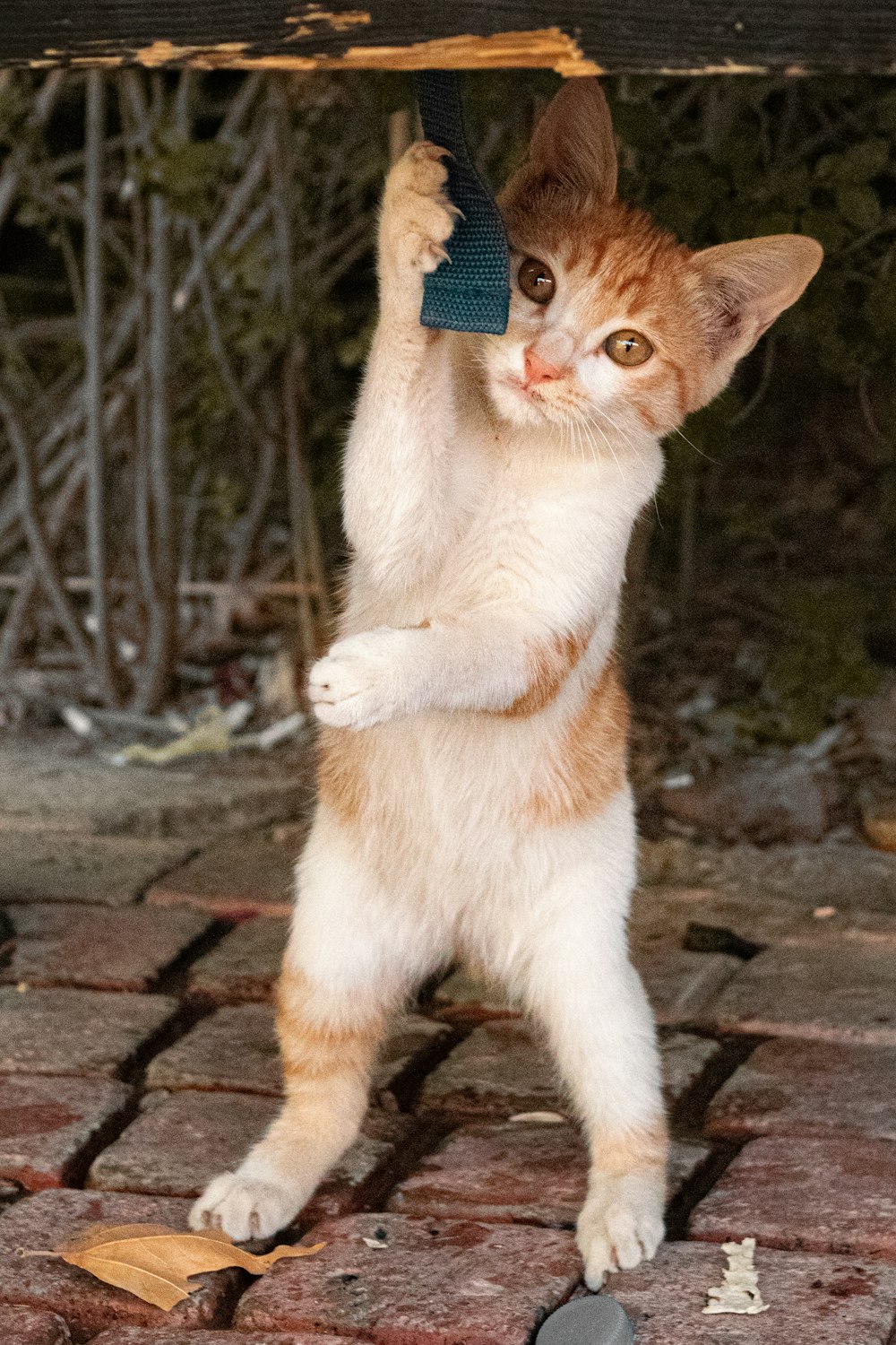 a cat playing with a toy on a brick floor