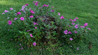 Clean yard after stump removal with green grass and blooming flowers.