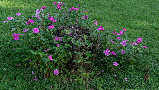 Clean yard after stump removal with green grass and blooming flowers.