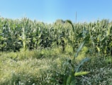 a field of corn with a blue sky in the background