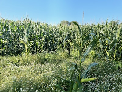 a field of corn with a blue sky in the background
