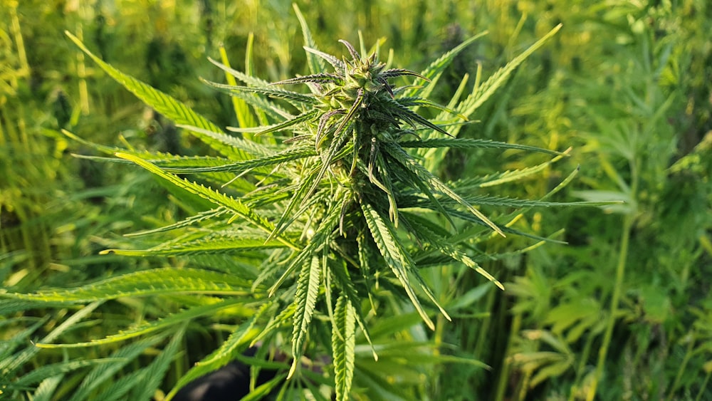 a close up of a marijuana plant in a field