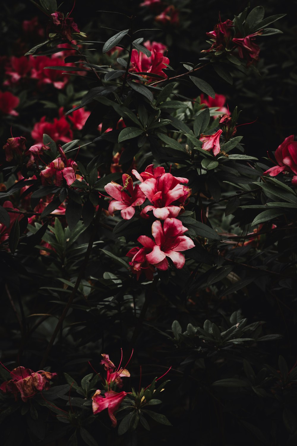 a bunch of pink flowers that are on a bush