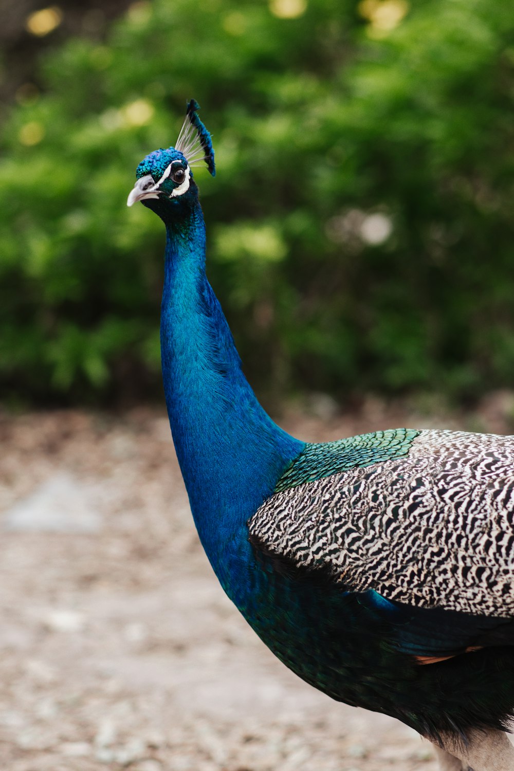 a blue and black bird standing on top of a dirt field