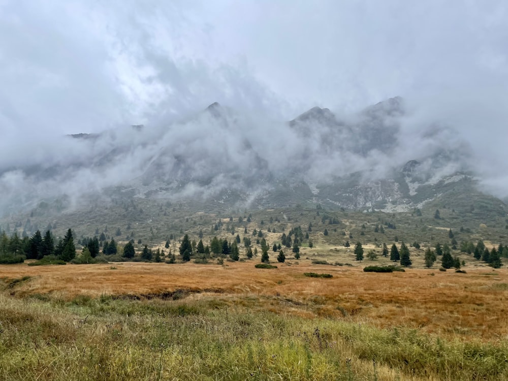 a grassy field with a mountain in the background